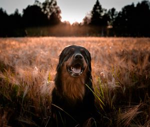 Preview wallpaper estrela mountain dog, dog, muzzle