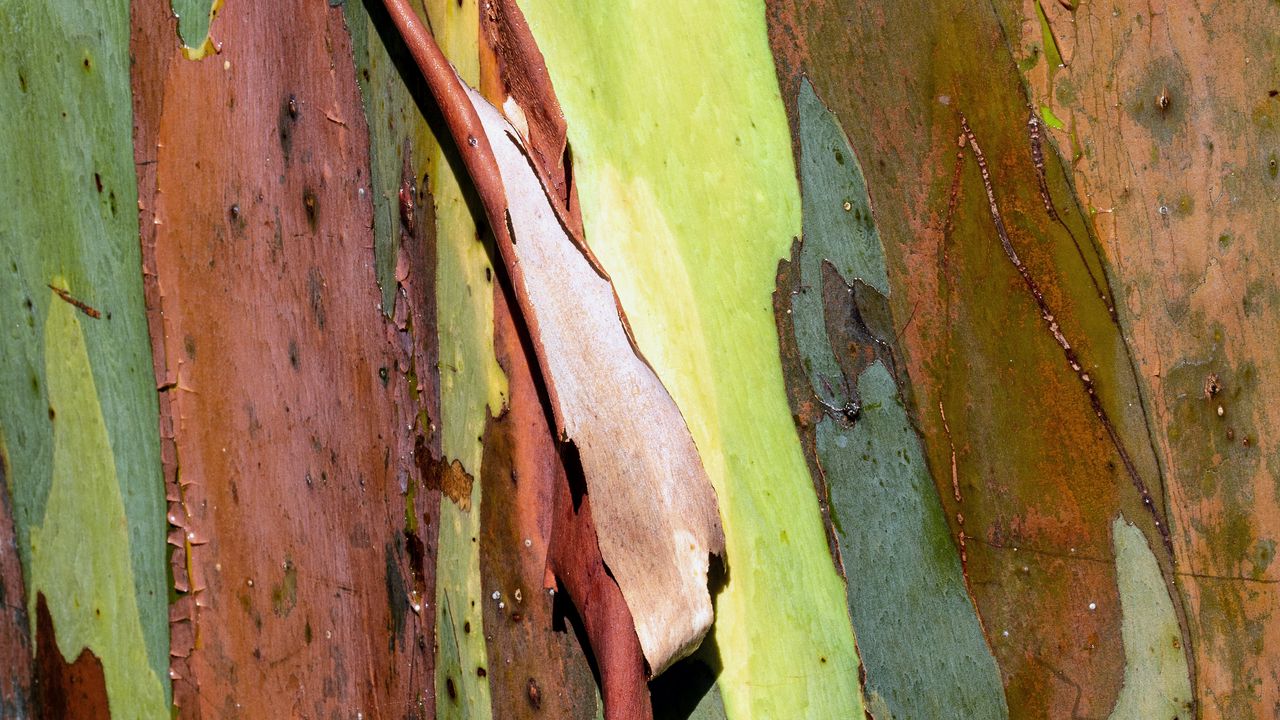 Wallpaper eucalyptus, bark, tree, texture
