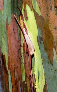 Preview wallpaper eucalyptus, bark, tree, texture