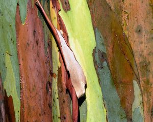 Preview wallpaper eucalyptus, bark, tree, texture