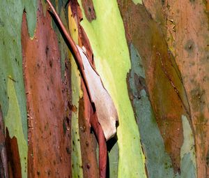Preview wallpaper eucalyptus, bark, tree, texture