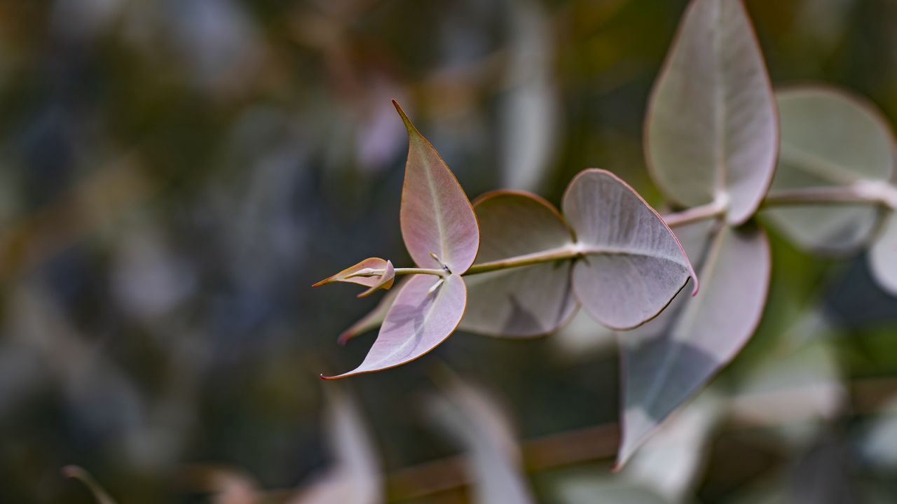 Wallpaper eucalyptus gillii, eucalyptus, plant, leaves