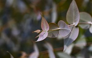 Preview wallpaper eucalyptus gillii, eucalyptus, plant, leaves