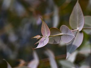 Preview wallpaper eucalyptus gillii, eucalyptus, plant, leaves