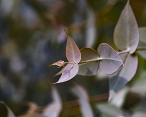 Preview wallpaper eucalyptus gillii, eucalyptus, plant, leaves