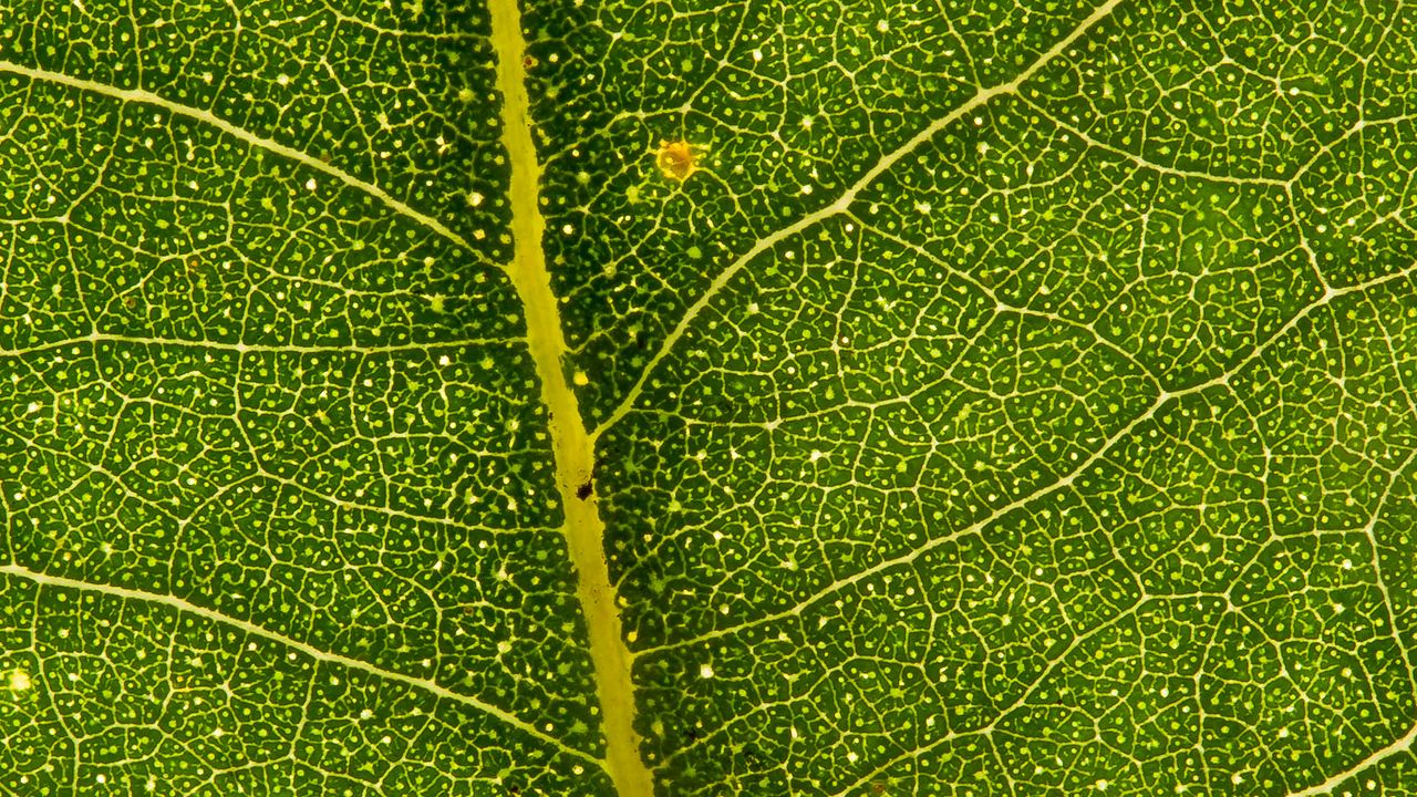 Wallpaper eucalyptus, leaf, macro, green