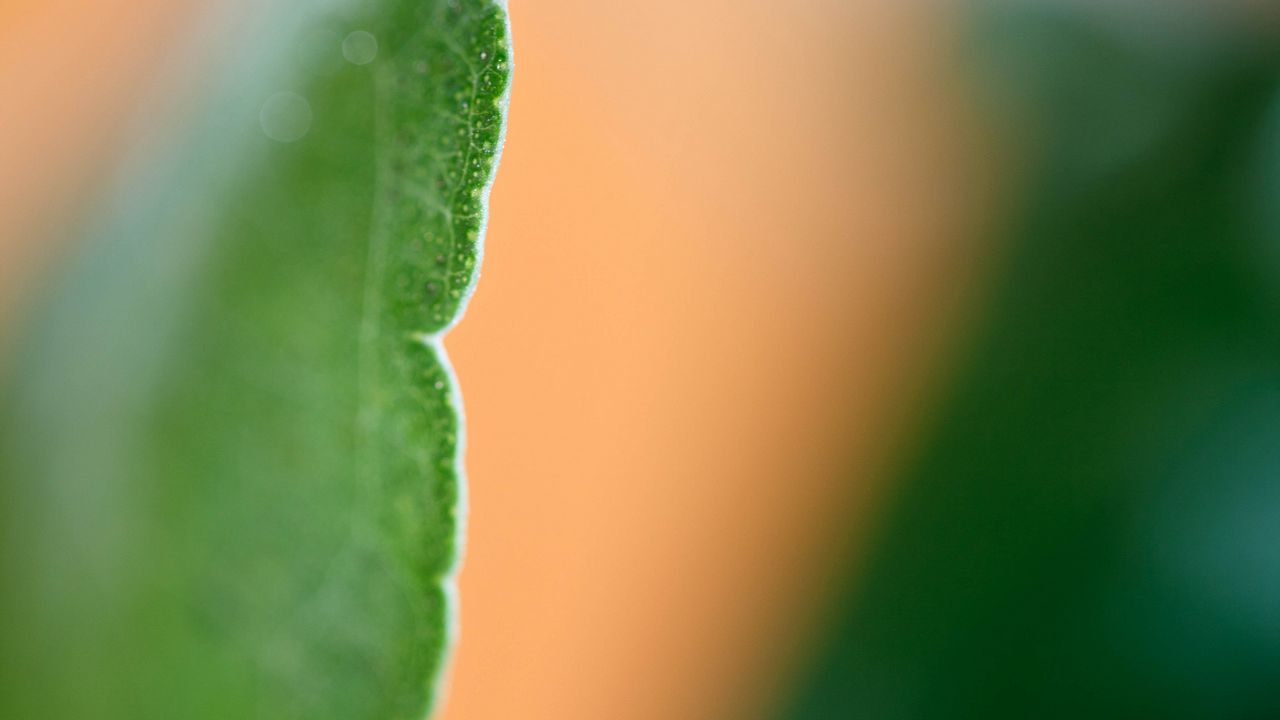 Wallpaper eucalyptus, leaf, macro, blur