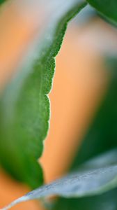 Preview wallpaper eucalyptus, leaf, macro, blur