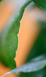 Preview wallpaper eucalyptus, leaf, macro, blur