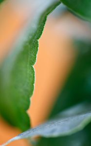 Preview wallpaper eucalyptus, leaf, macro, blur