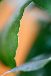 Preview wallpaper eucalyptus, leaf, macro, blur