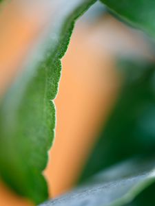 Preview wallpaper eucalyptus, leaf, macro, blur