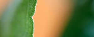 Preview wallpaper eucalyptus, leaf, macro, blur