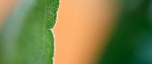 Preview wallpaper eucalyptus, leaf, macro, blur