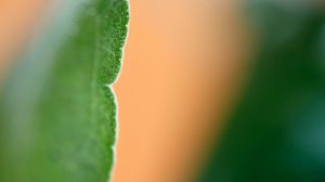 Preview wallpaper eucalyptus, leaf, macro, blur