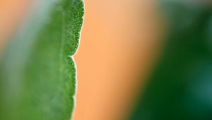 Preview wallpaper eucalyptus, leaf, macro, blur