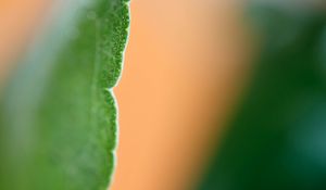 Preview wallpaper eucalyptus, leaf, macro, blur