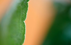 Preview wallpaper eucalyptus, leaf, macro, blur