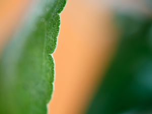 Preview wallpaper eucalyptus, leaf, macro, blur