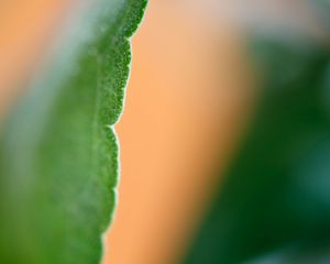 Preview wallpaper eucalyptus, leaf, macro, blur