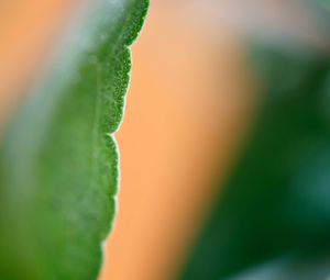 Preview wallpaper eucalyptus, leaf, macro, blur