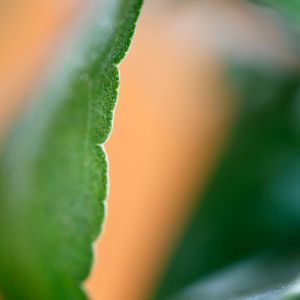 Preview wallpaper eucalyptus, leaf, macro, blur