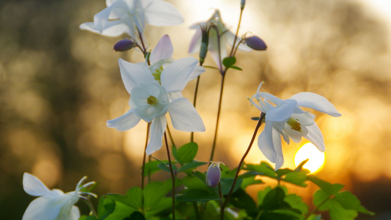 Wallpaper eucharis, flowers, petals, leaves