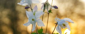 Preview wallpaper eucharis, flowers, petals, leaves