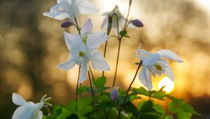 Preview wallpaper eucharis, flowers, petals, leaves