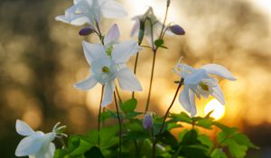 Preview wallpaper eucharis, flowers, petals, leaves
