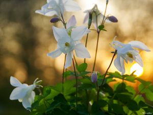 Preview wallpaper eucharis, flowers, petals, leaves