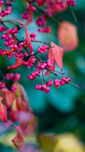 Preview wallpaper euonymus, flowers, branch, leaves