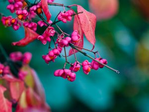 Preview wallpaper euonymus, flowers, branch, leaves