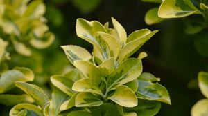 Preview wallpaper euonymus, leaves, branches, macro