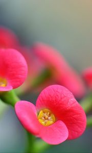 Preview wallpaper euphorbia milii, flowers, petals, pink, blur, macro