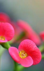 Preview wallpaper euphorbia milii, flowers, petals, pink, blur, macro