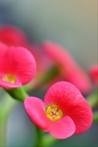 Preview wallpaper euphorbia milii, flowers, petals, pink, blur, macro