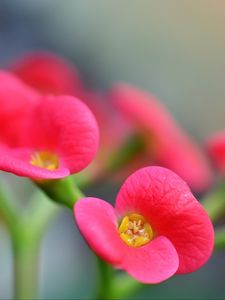 Preview wallpaper euphorbia milii, flowers, petals, pink, blur, macro