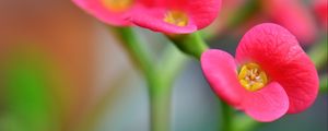 Preview wallpaper euphorbia milii, flowers, petals, pink, blur, macro