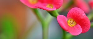 Preview wallpaper euphorbia milii, flowers, petals, pink, blur, macro