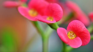 Preview wallpaper euphorbia milii, flowers, petals, pink, blur, macro