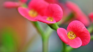 Preview wallpaper euphorbia milii, flowers, petals, pink, blur, macro