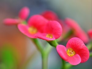 Preview wallpaper euphorbia milii, flowers, petals, pink, blur, macro