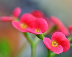 Preview wallpaper euphorbia milii, flowers, petals, pink, blur, macro