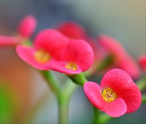 Preview wallpaper euphorbia milii, flowers, petals, pink, blur, macro