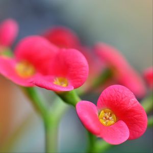 Preview wallpaper euphorbia milii, flowers, petals, pink, blur, macro