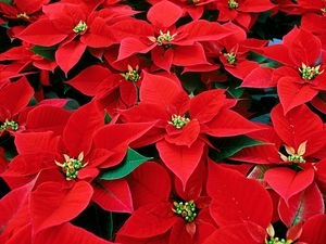 Preview wallpaper euphorbia, red, leaves