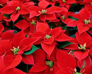 Preview wallpaper euphorbia, red, leaves