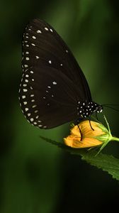 Preview wallpaper euploea, butterfly, flower, macro