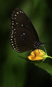 Preview wallpaper euploea, butterfly, flower, macro